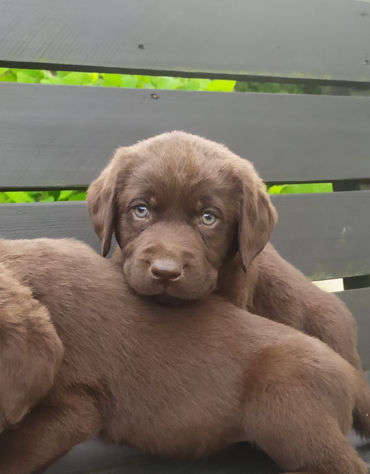 Labrador retriever