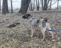 Roksi umaszczenie podobne do Australian Cattle Dog