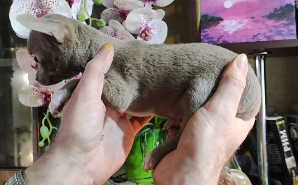 Лиловый мальчик чухуа. Мини.