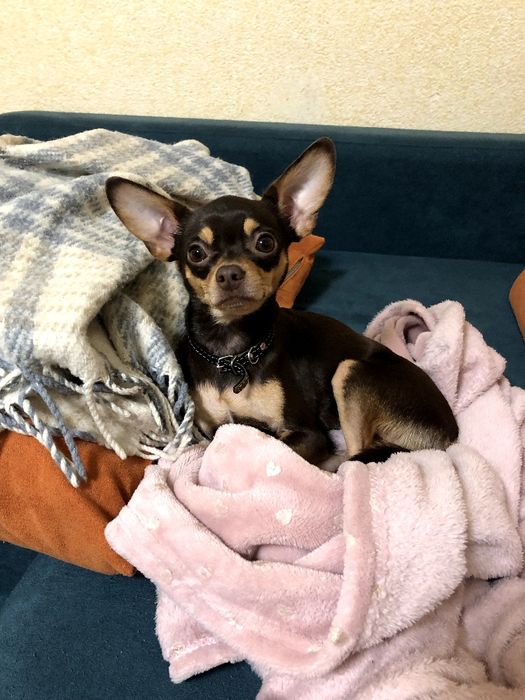 Злучка в'язка той терєра