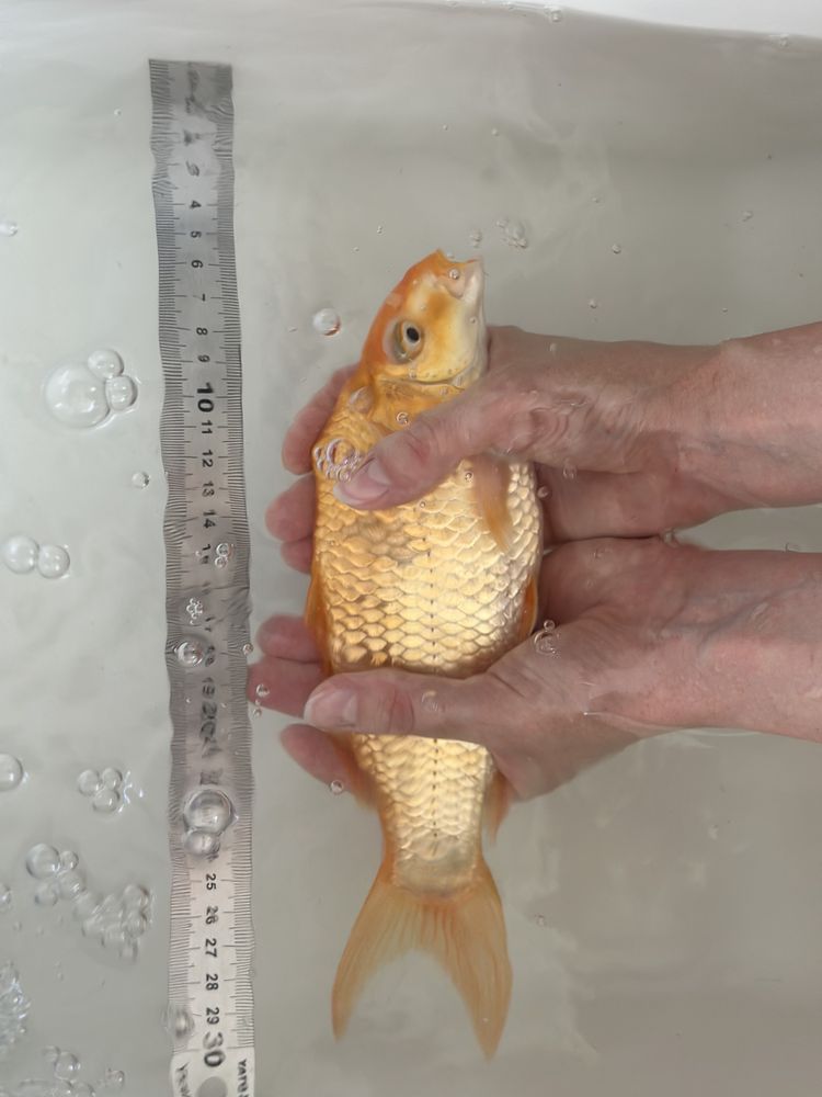 Karpie koi 25-30 cm