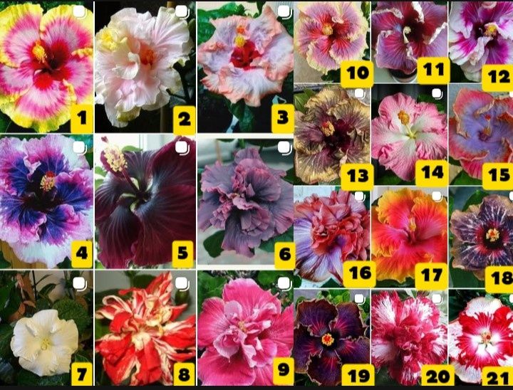 РАСПРОДАЖА Гибискус Сортовой