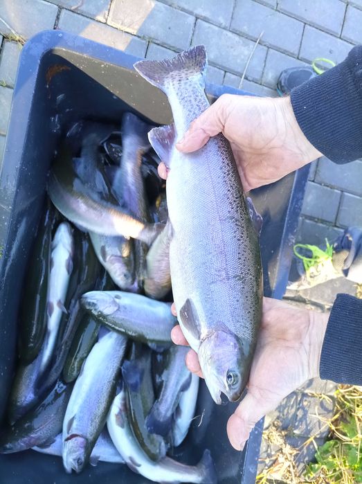 Pstrąg tęczowy 700 -900 gram , jesiotr lin karp karaś szczupak sandacz