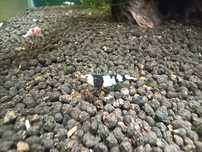 Pb Krewetki Caridina Crystal Black