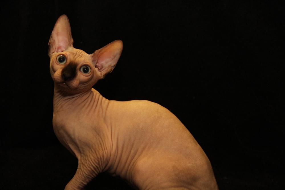 Весение малыши. Есть девочки и мальчики