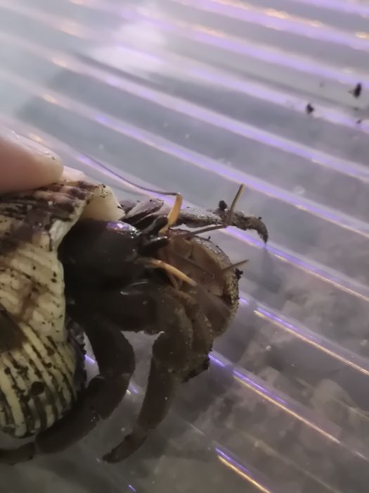 Krab pustelnik szuka domu