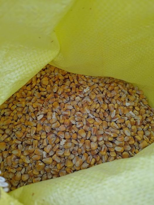 Kukurydza sucha worki 25 kg i BigBag