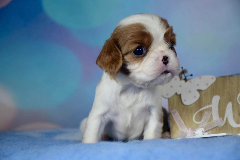 Sunia Cavalier king charles spaniel