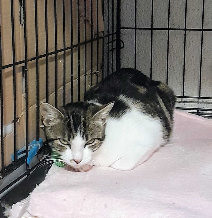 Gata esterilizada para adoção consciente