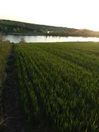 Продам ділянку ОСГ село Бакали.