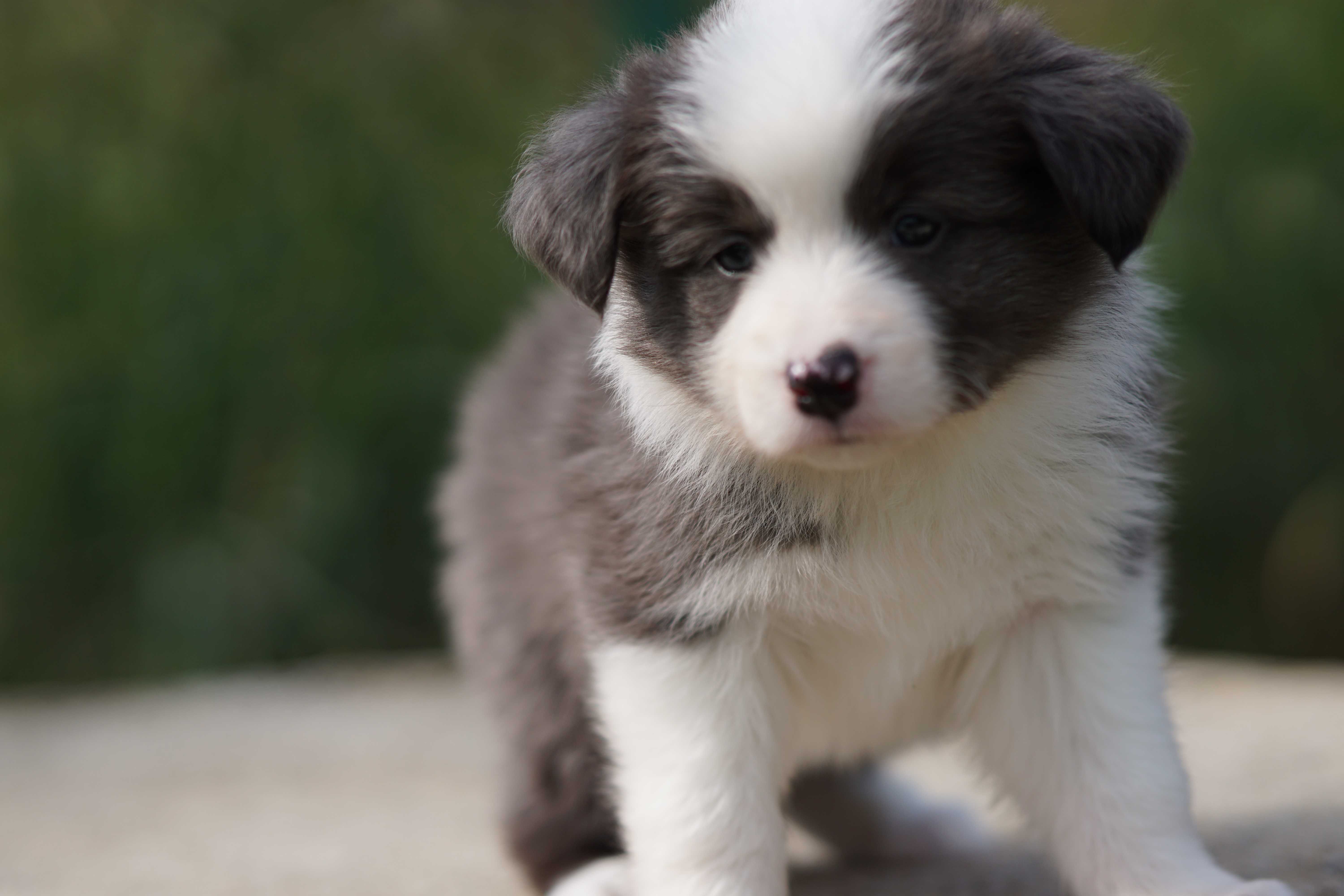 Border collie chłopiec atypical merle ZKwP/FCI