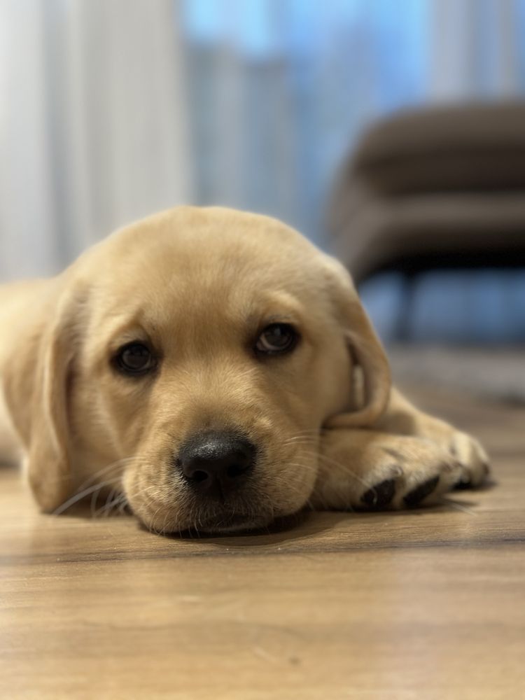 Labrador biszkoptowy z rodowodem ZKwP FCI