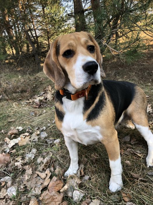 Бігленнята, бігль цуцення