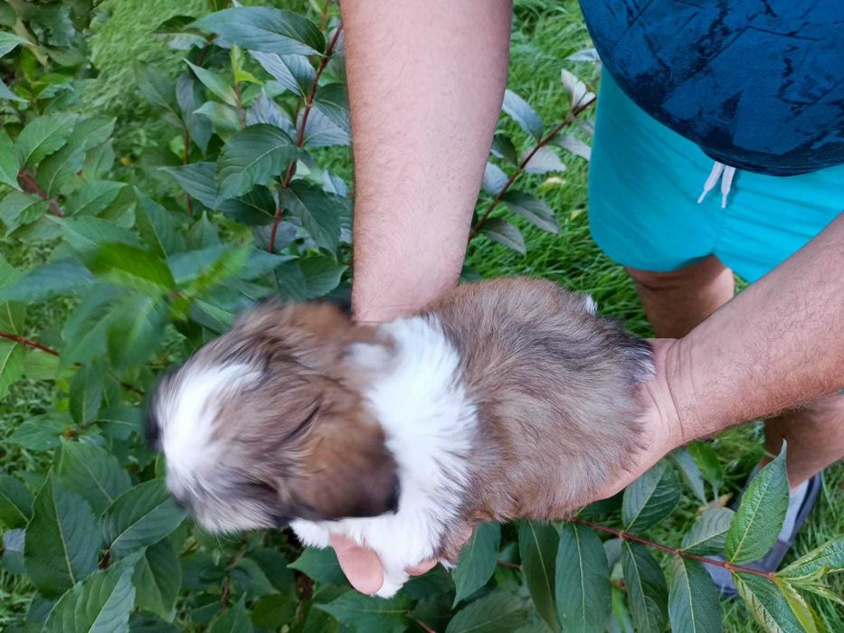Shihtzu szczeniak