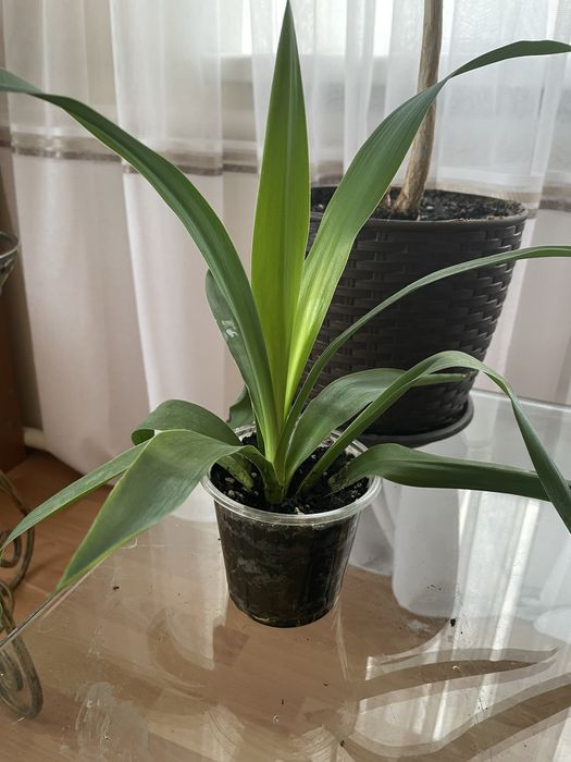 Кімнатна рослина Юка