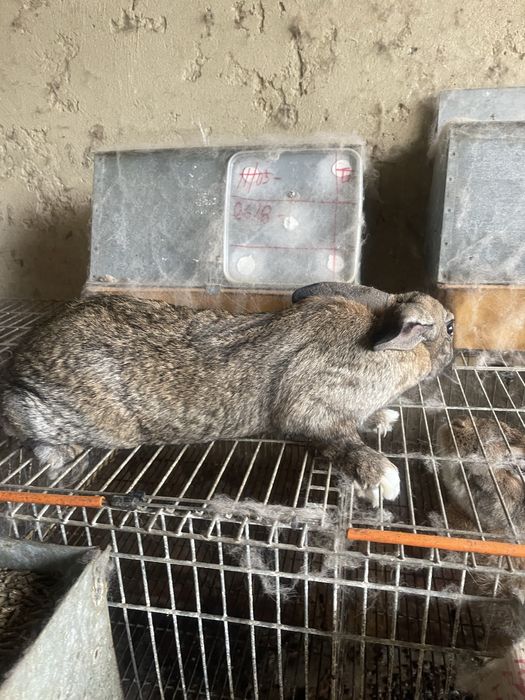 Coelhos leonardo de borgonha x gigante de flandres