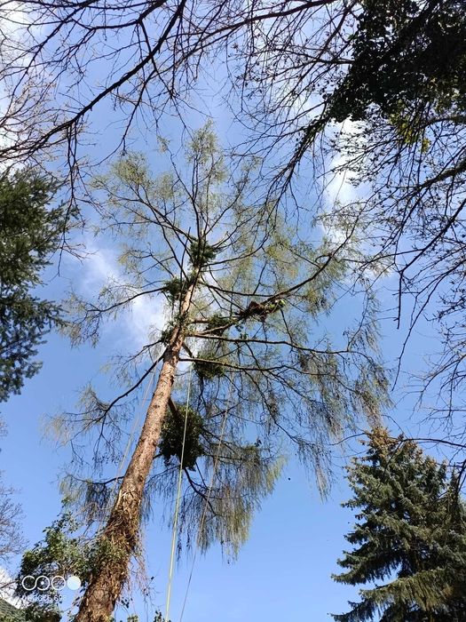 Wycinka drzew, pielęgnacja drzew, czyszczenie działek, usługi rębakiem