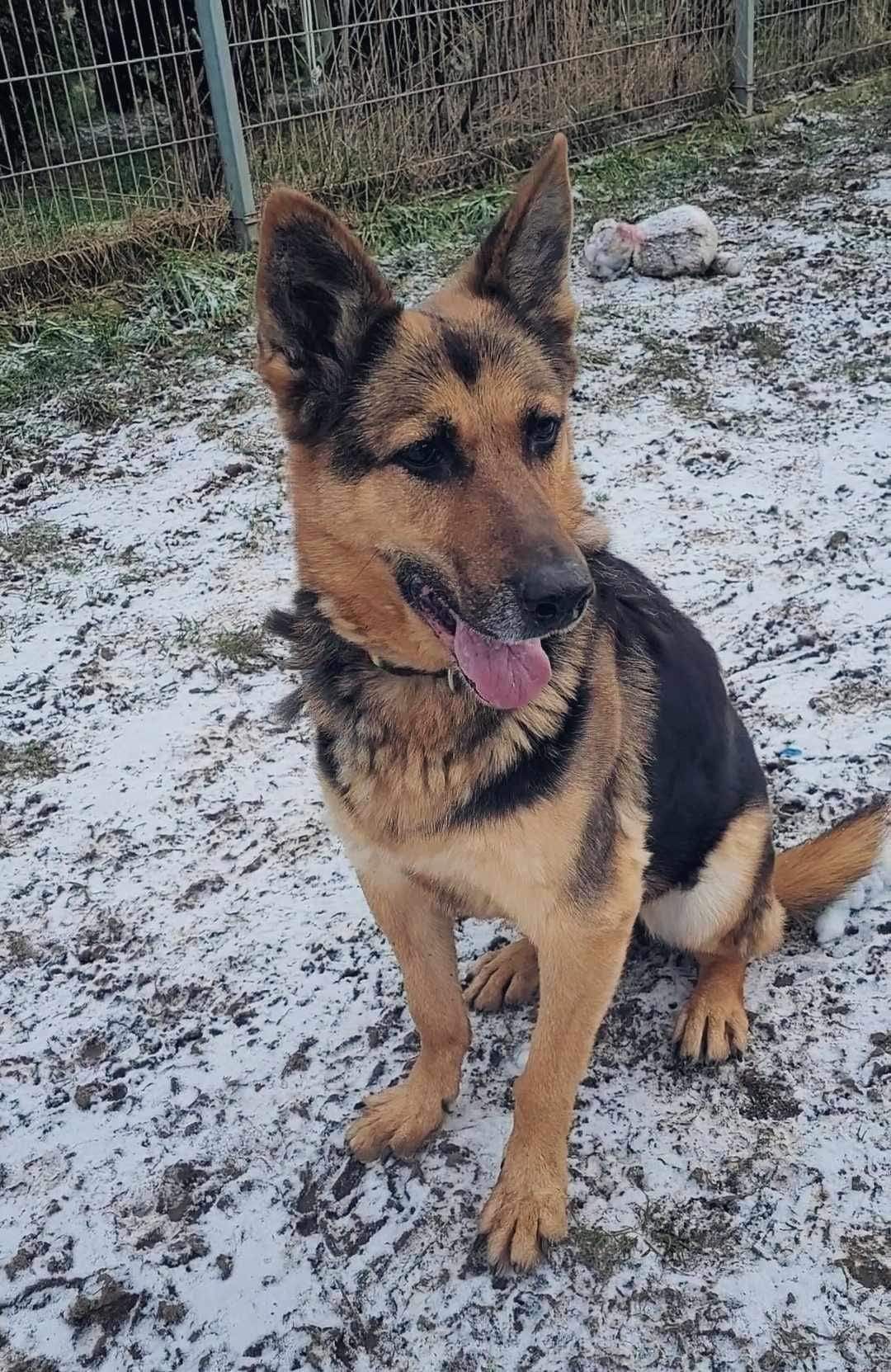 Poszukiwany DT na CITO dla Saby w typie ONka!
