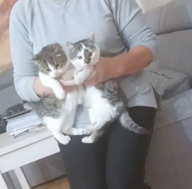 Oddam radosne kociaki