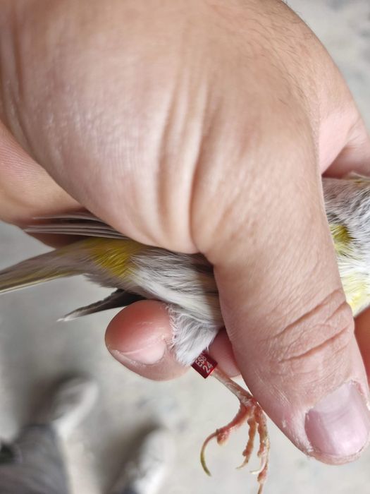 Ágata Opala Mosaico Amarelo