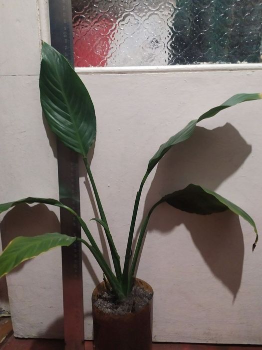 Продам цветок спатифиллум