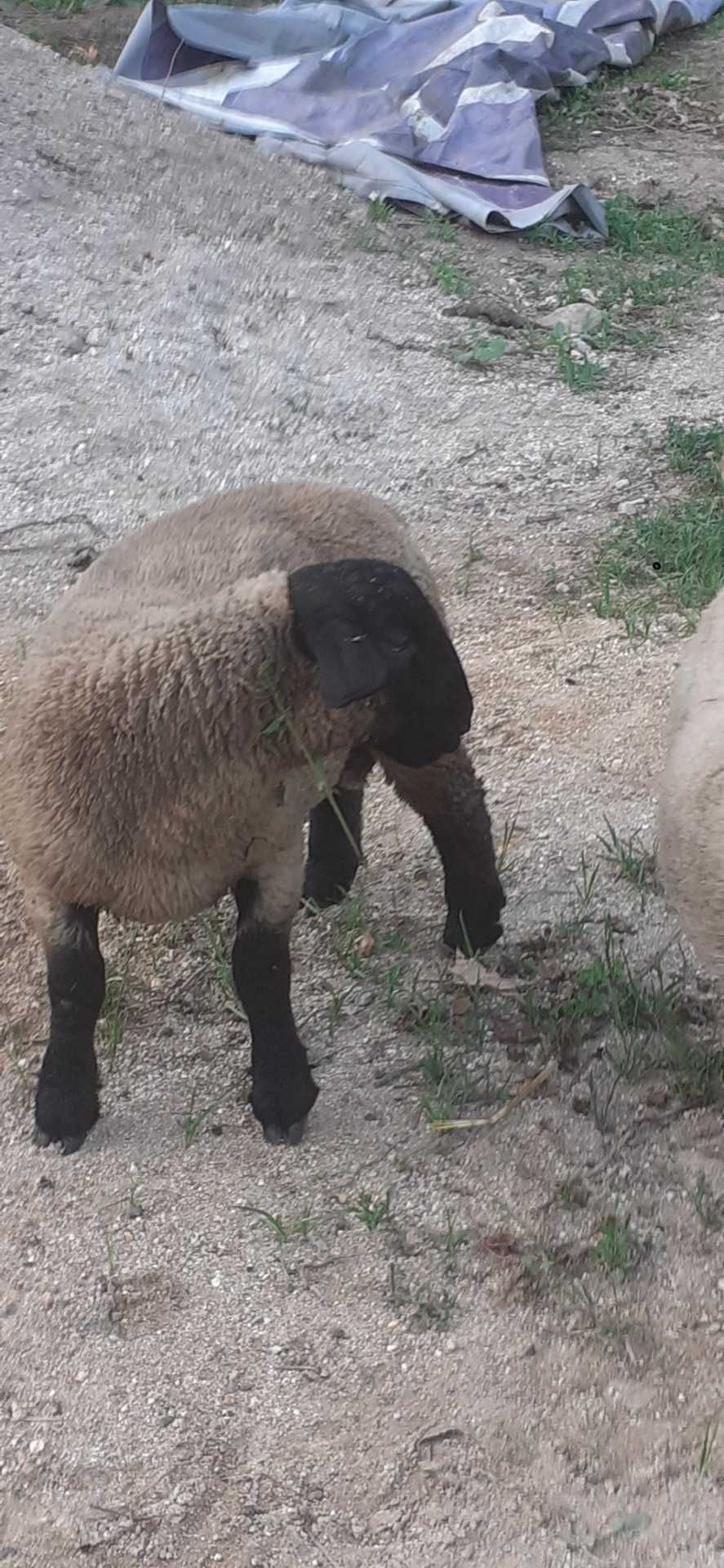 Borrego Suffolk 2025