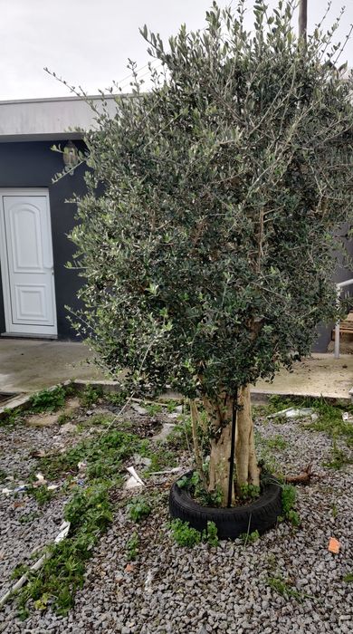 Vende-se árvores de jardim (loureiro, oliveira e luca)