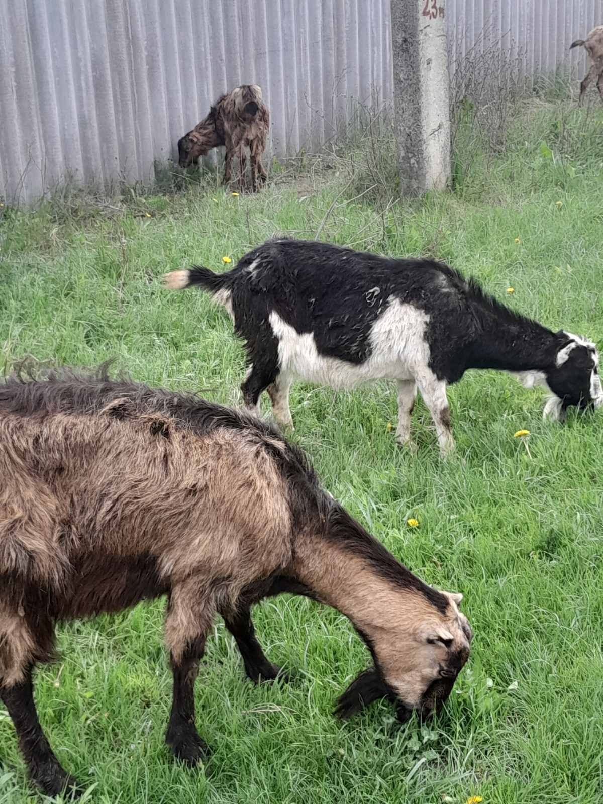 Продам кози дійні