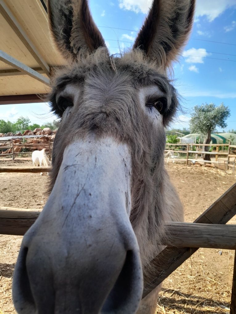 Vendo burro raça iberica
