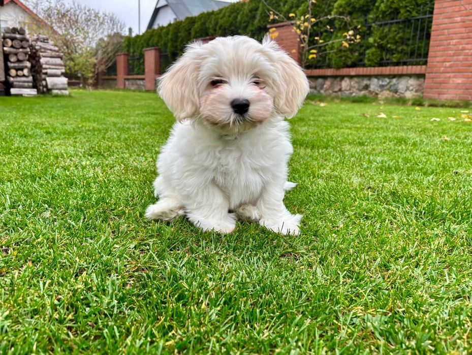 JOWISZ- Hawańczyk z rodowodem ZKwP radosny szczeniak z domowej hodowli