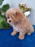 Maltipoo piesek z certyfikatem