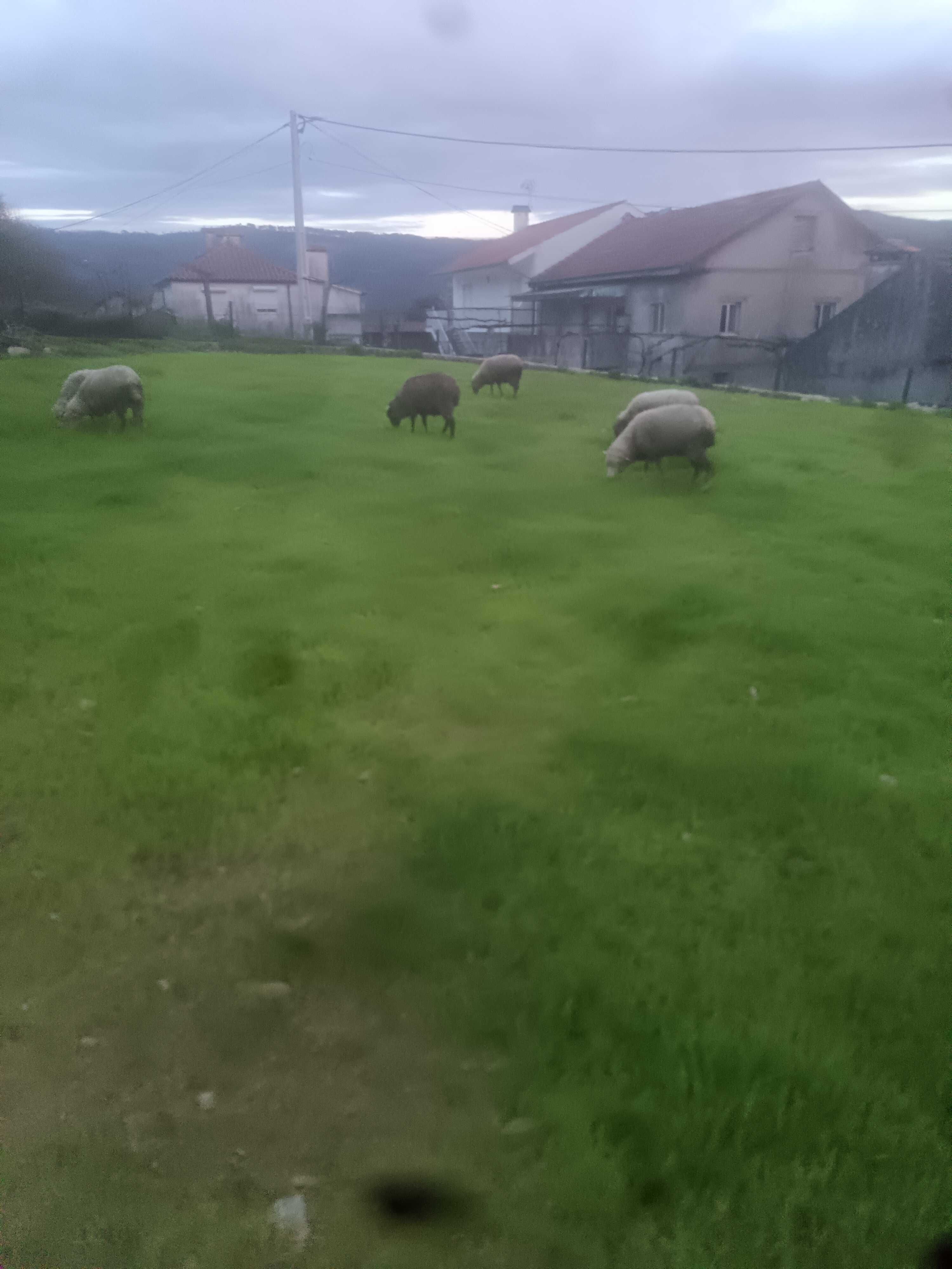 Ovelhas venda em lote