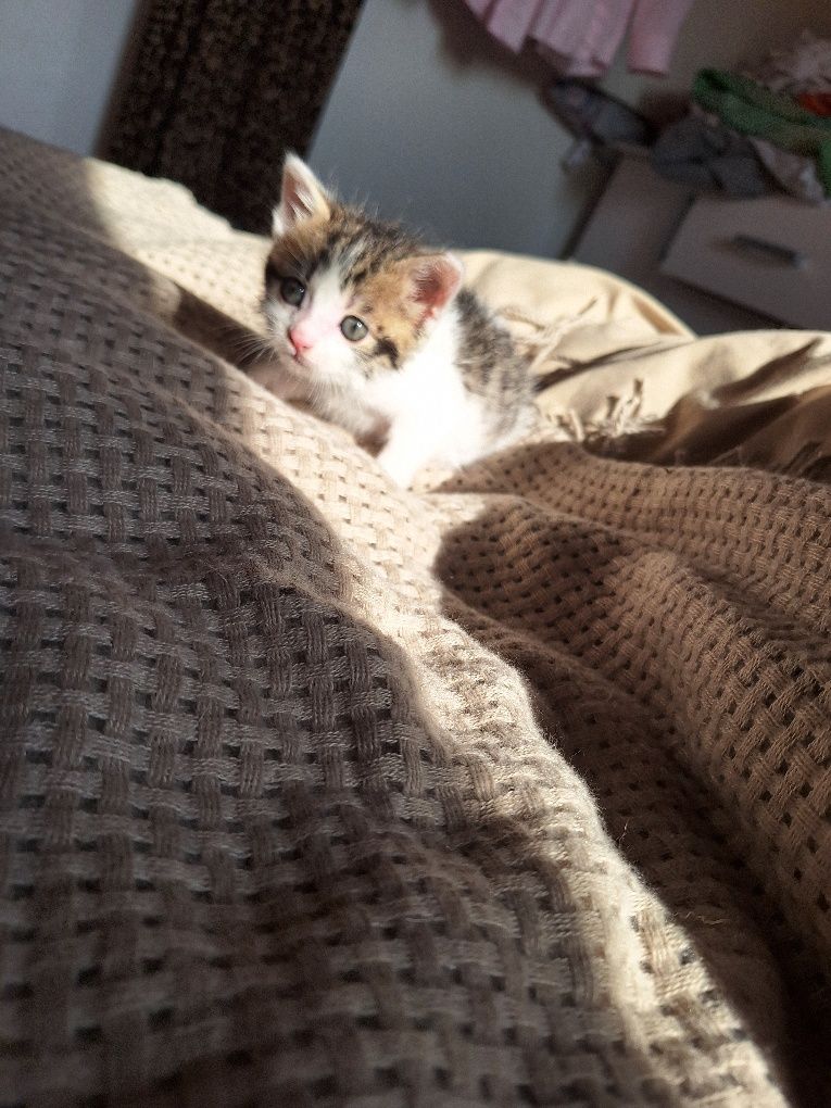 Malutka Coco szuka domku. Kot kociak kotek