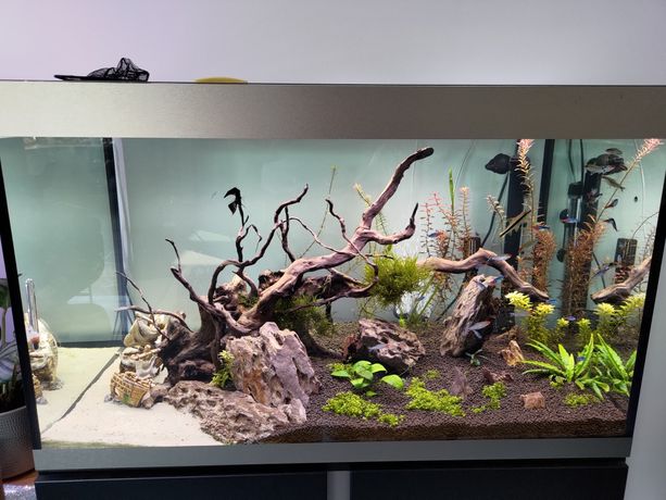 Fluval Siena 270 Akwarium zestaw LED, gwarancja idealny (Aquael, Juwel