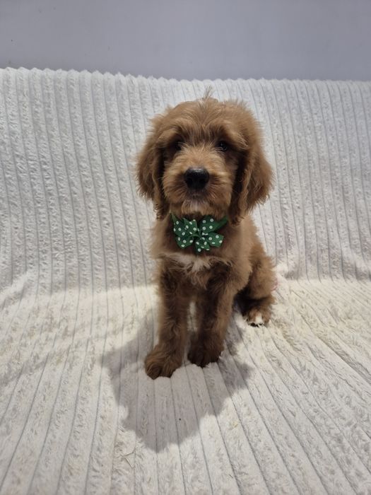Goldendoodle f1 standard red-brown & white