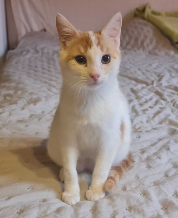 Do adopcji – kotek Tenor