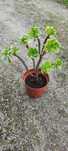 Planta suculenta