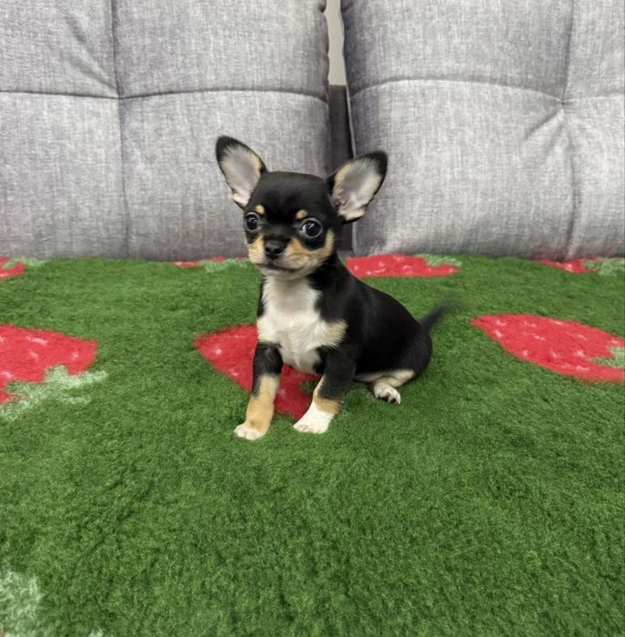 Chihuahua mini sunia czarna krótkowłosa