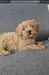 Piesek Maltipoo gotowy do odbioru