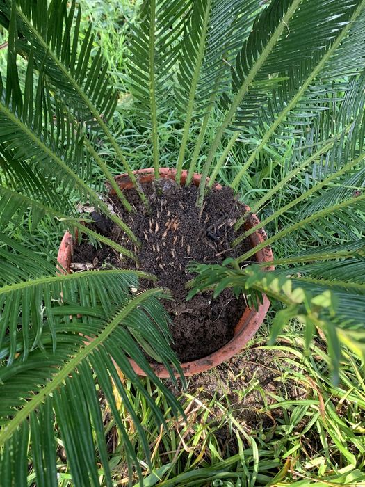 Vendo cyca varios tamanhos