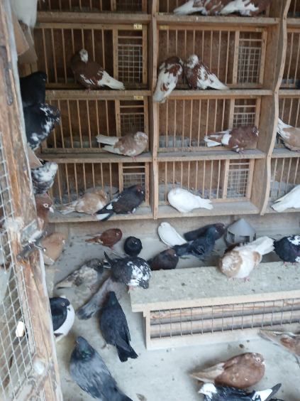 Golebie orliki lubelskie