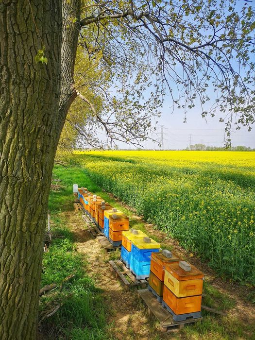 POLSKIE MIODY - Miód z Własnej Pasieki / DARMOWY DOWÓZ | Bez chemii !