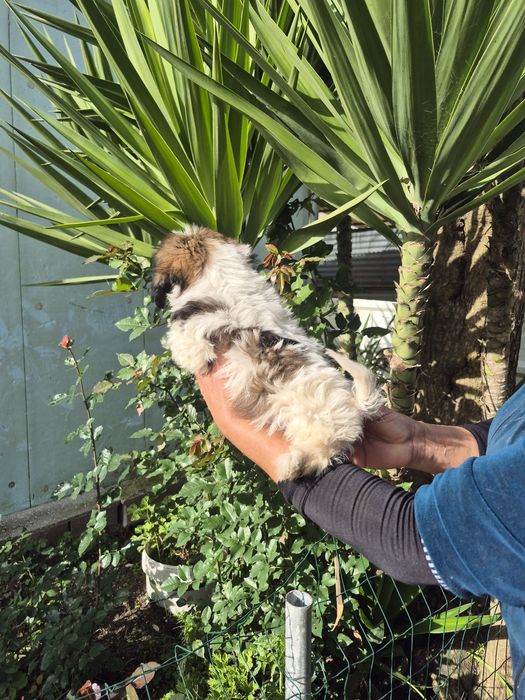 Shih-tzu maravilhoso