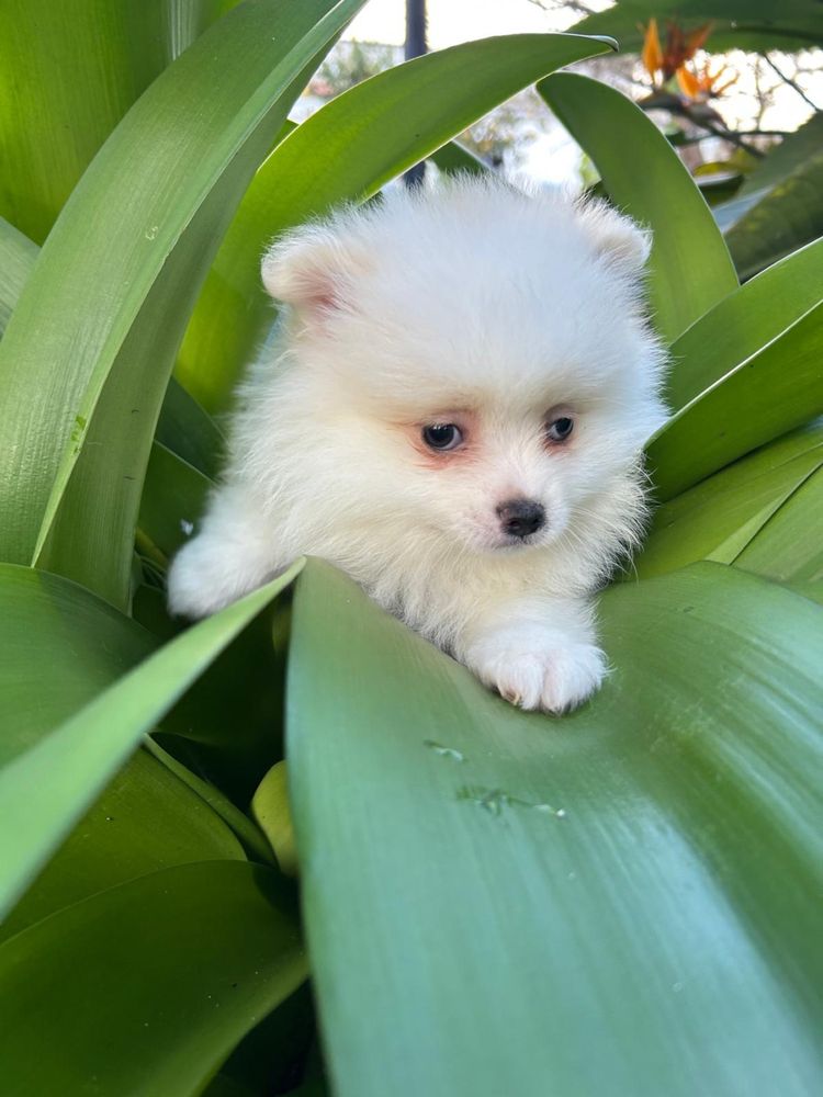 Spitz alemao anao macho