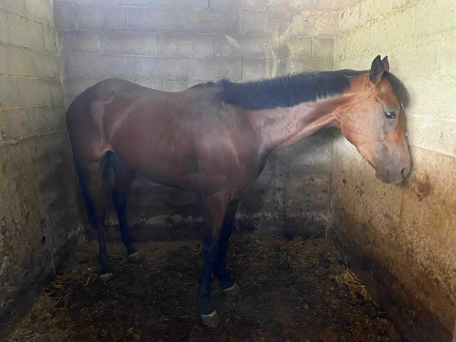 Egua psi 4 anos muito meiga