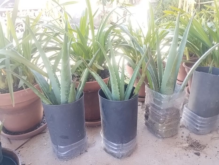 Aloe vera envasado