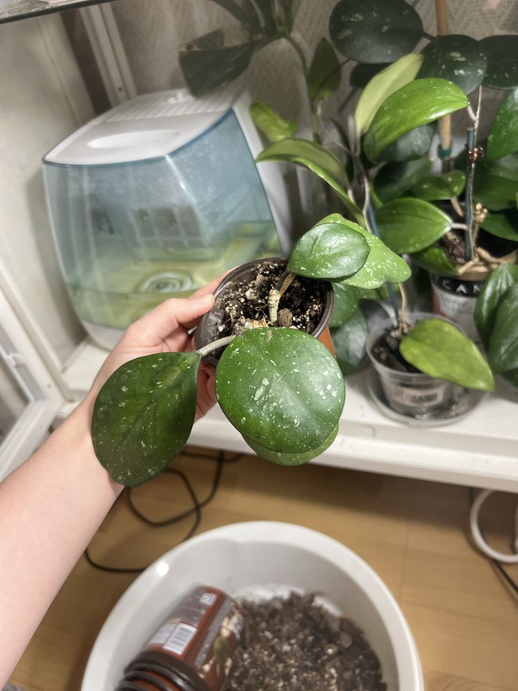 Hoja hoya obowata silver splash