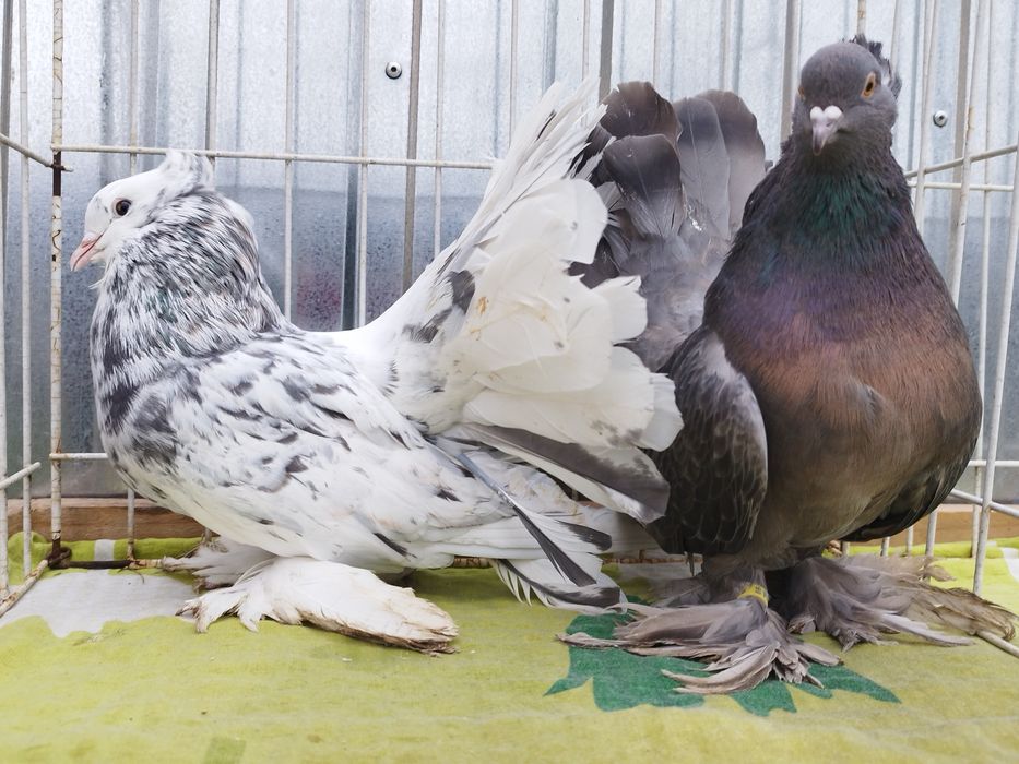 Pawik pawiki indyjskie gołębie ozdobne kapucyny kapucyn