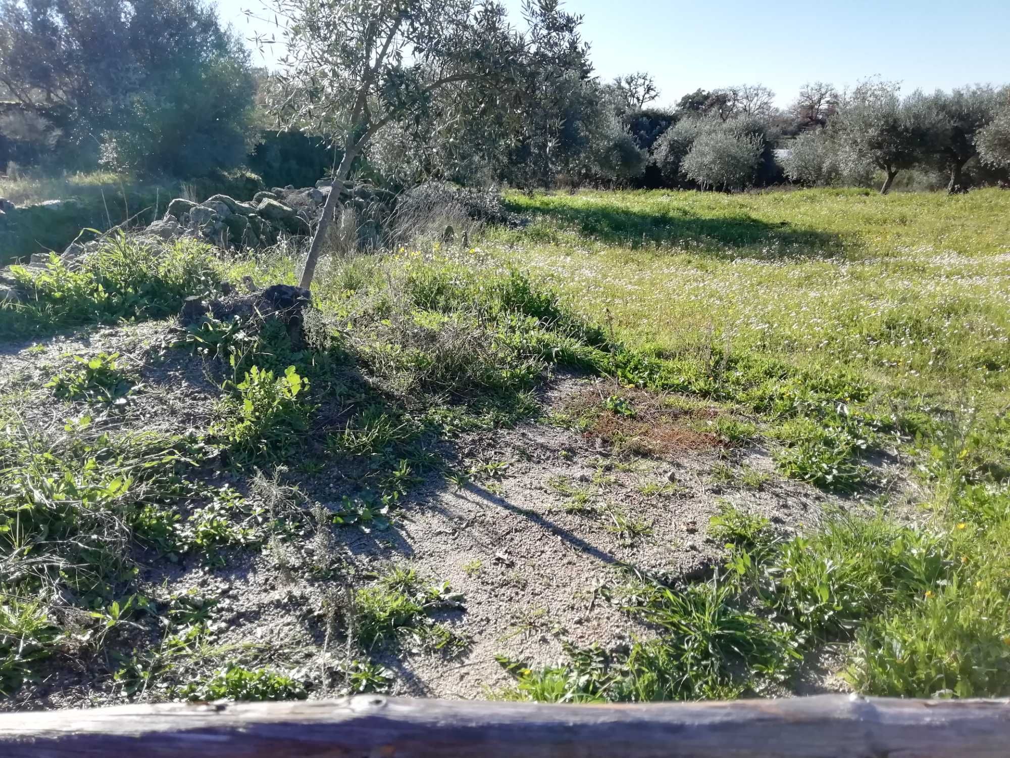 Terreno em Salvador (Penamacor)