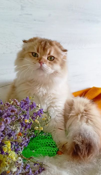 Дівчинка золота шиншила. Шотландська висловуха Хайленд